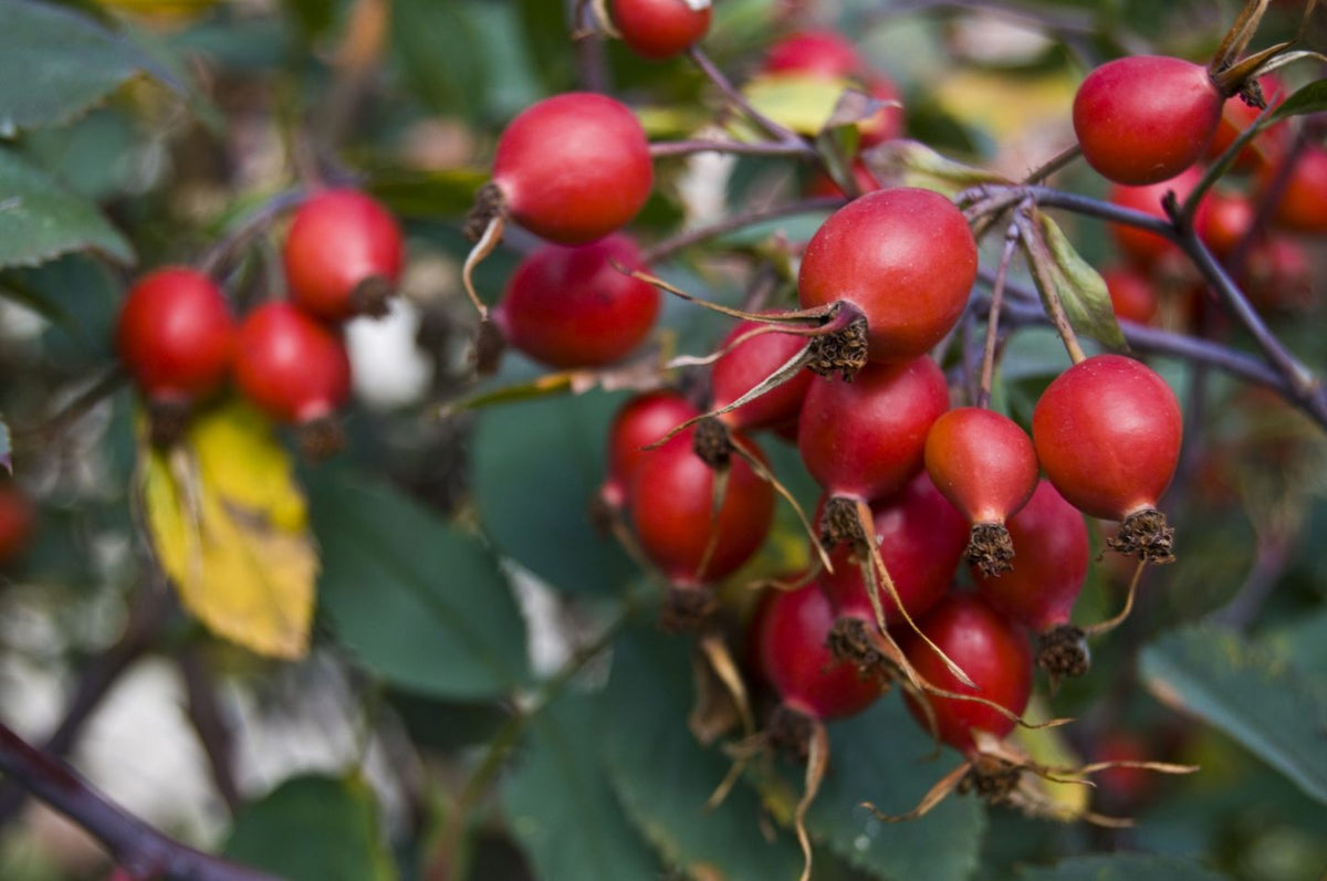 Vibrant rosehip fruit — rich natural source of vitamin C and the seed oil in Oliba Cosmetics’ restorative skincare.