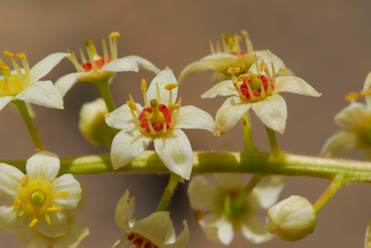 Boswellia sacra olibanum blossom — origin of the prized frankincense resin in Oliba Cosmetics’ heritage skincare formulas.